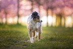 junger Miniature Australian Shepherd