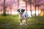junger Miniature Australian Shepherd