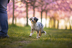 junger Miniature Australian Shepherd