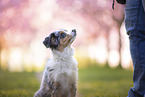 junger Miniature Australian Shepherd