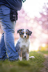 junger Miniature Australian Shepherd