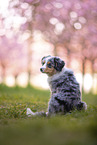 junger Miniature Australian Shepherd