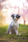 junger Miniature Australian Shepherd