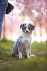 junger Miniature Australian Shepherd