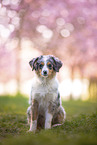 junger Miniature Australian Shepherd