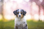 junger Miniature Australian Shepherd