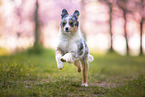 junger Miniature Australian Shepherd