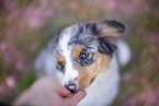 junger Miniature Australian Shepherd