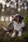 blue-merle Miniature Australian Shepherd