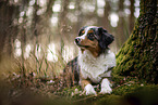 blue-merle Miniature Australian Shepherd