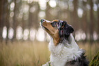 blue-merle Miniature Australian Shepherd