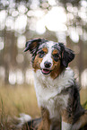 blue-merle Miniature Australian Shepherd
