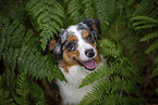 blue-merle Miniature Australian Shepherd
