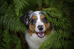 blue-merle Miniature Australian Shepherd