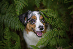 blue-merle Miniature Australian Shepherd