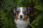 blue-merle Miniature Australian Shepherd