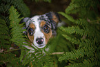 blue-merle Miniature Australian Shepherd