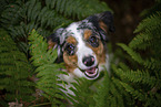 blue-merle Miniature Australian Shepherd