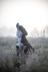 Miniature Australian Shepherd