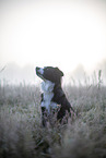 Miniature Australian Shepherd