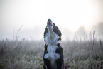 Miniature Australian Shepherd