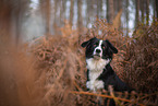 Miniature Australian Shepherd