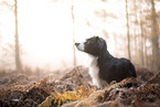 Miniature Australian Shepherd