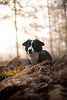 Miniature Australian Shepherd
