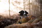 Miniature Australian Shepherd