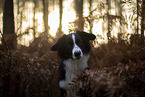 Miniature Australian Shepherd