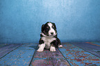 Miniature Australian Shepherd Welpe