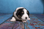 Miniature Australian Shepherd Welpe