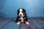 Miniature Australian Shepherd Welpe