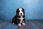 Miniature Australian Shepherd Welpe