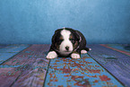 Miniature Australian Shepherd Welpe