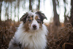 Miniature Australian Shepherd