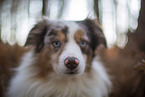 Miniature Australian Shepherd
