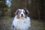 Miniature Australian Shepherd