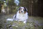 Miniature Australian Shepherd