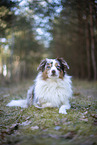 Miniature Australian Shepherd