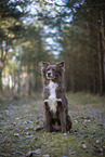 Miniature Australian Shepherd