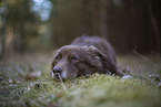 Miniature Australian Shepherd