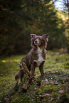 Miniature Australian Shepherd