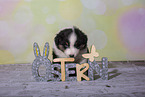 Miniature Australian Shepherd Welpe