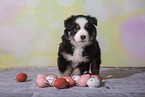 Miniature Australian Shepherd Welpe