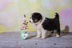 Miniature Australian Shepherd Welpe