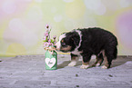 Miniature Australian Shepherd Welpe