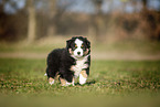 Miniature Australian Shepherd Welpe