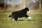 Miniature Australian Shepherd Welpe