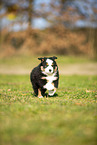 Miniature Australian Shepherd Welpe
